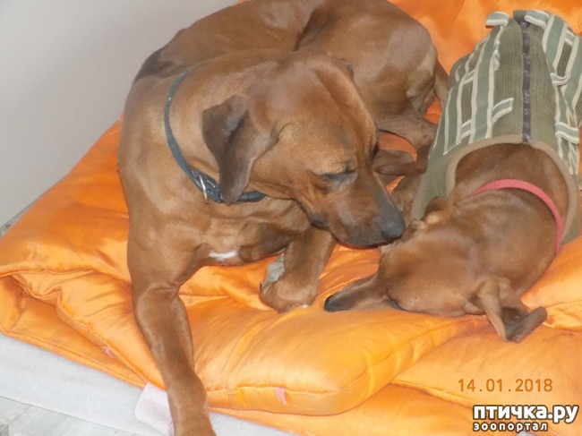 ���� 4: ����������, ���������