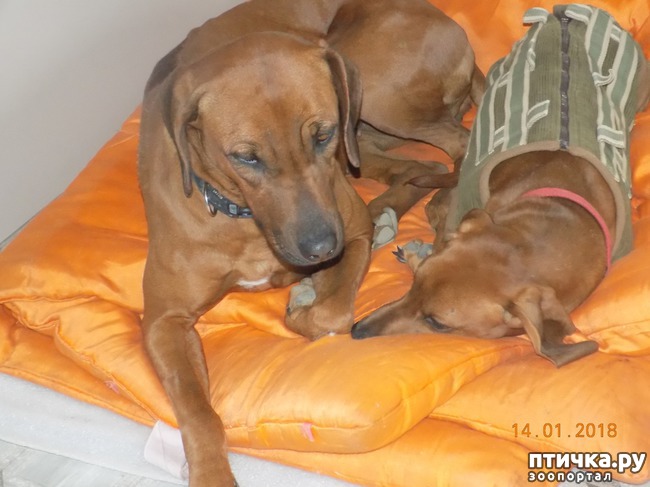 ���� 5: ����������, ���������