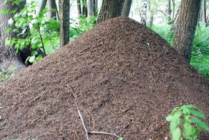 ����: ���������� � ��������. ��� ������� ����������.