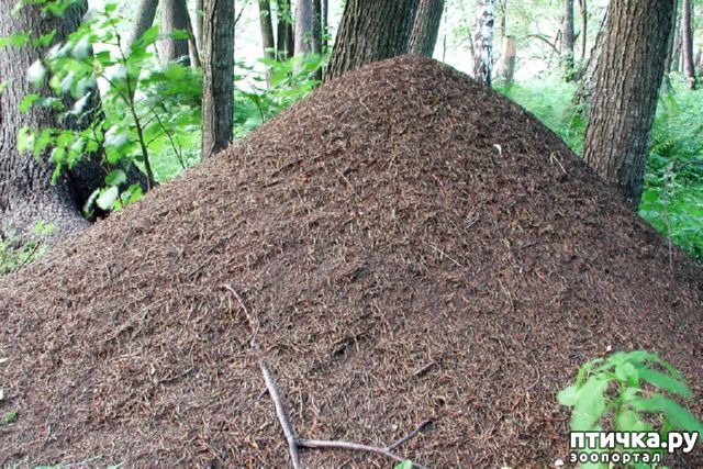 ���� 1: ���������� � ��������. ��� ������� ����������.