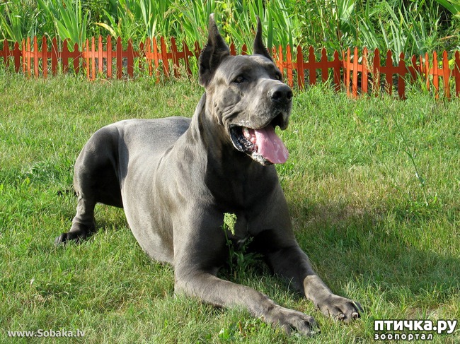 ���� 1: �����! �� ���! �����!))