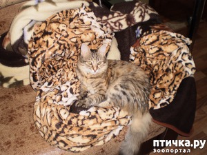 ����: ��� - �����������������