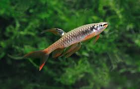 ���� 1: ��� ��������...