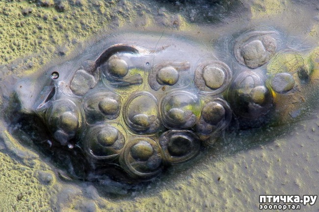 ���� 4: ��� ��������...