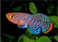 ���� 6: ��� ��������...