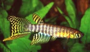 ���� 7: ��� ��������...