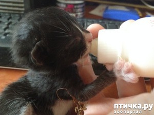 ����: ������� ����� ���