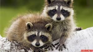 ���� 7: ��� ��� � ������.