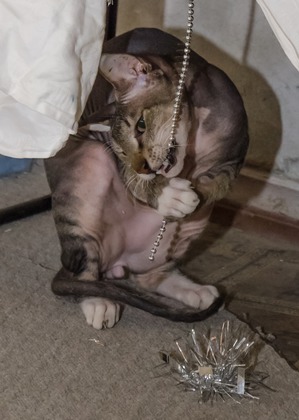 ����: ���������� ����