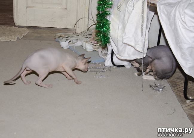 ���� 7: ���������� ����