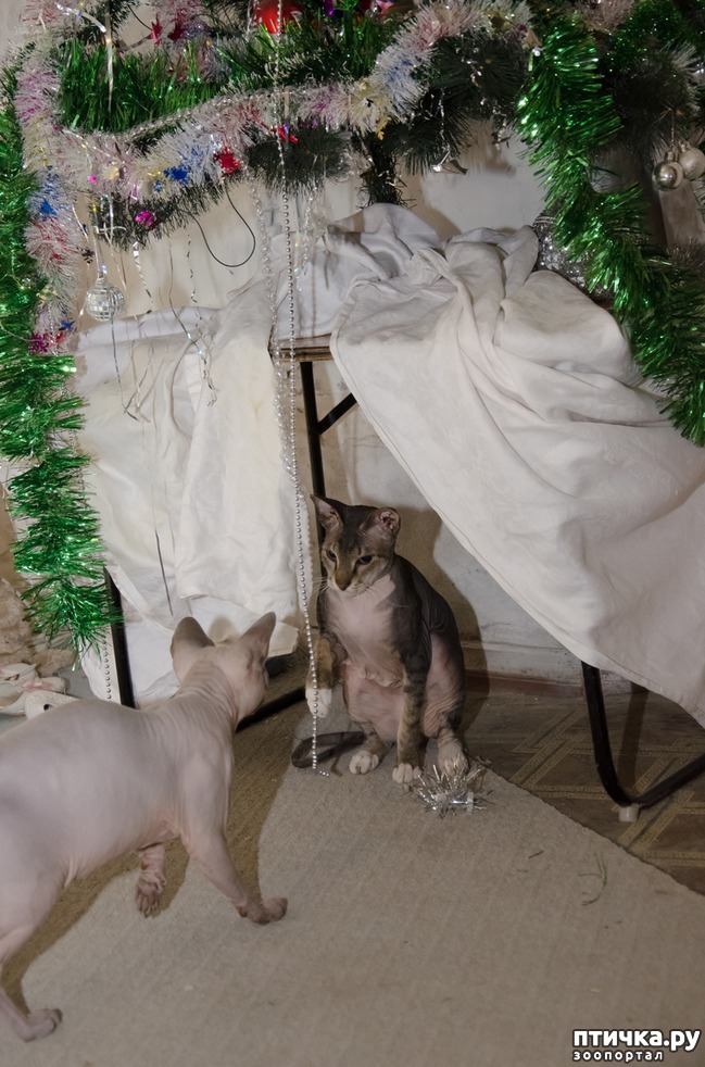 ���� 6: ���������� ����