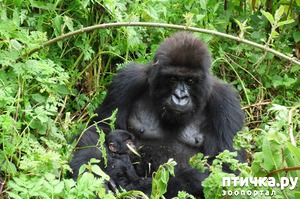 ����: ������� ��������� ����������� �������� ��� �������� ������ ��������