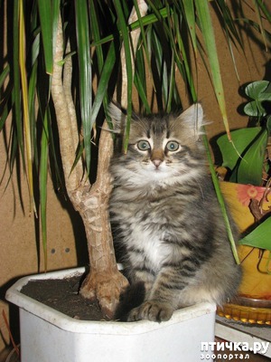 ����: �������� ����������, � ������� ����� ��� ���� �����)))