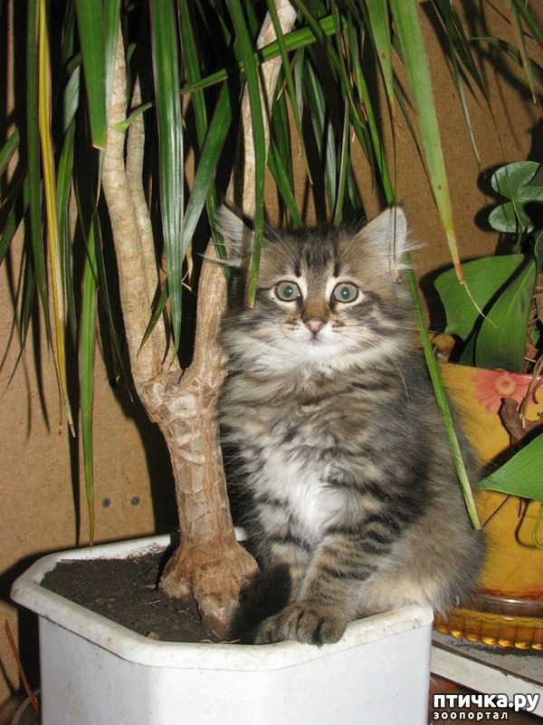 ���� 1: �������� ����������, � ������� ����� ��� ���� �����)))