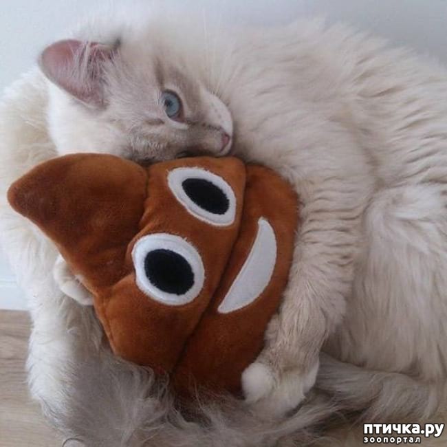 ���� 11: �������� ����������, � ������� ����� ��� ���� �����)))