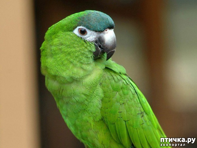 ���� 4: �����-����� 2