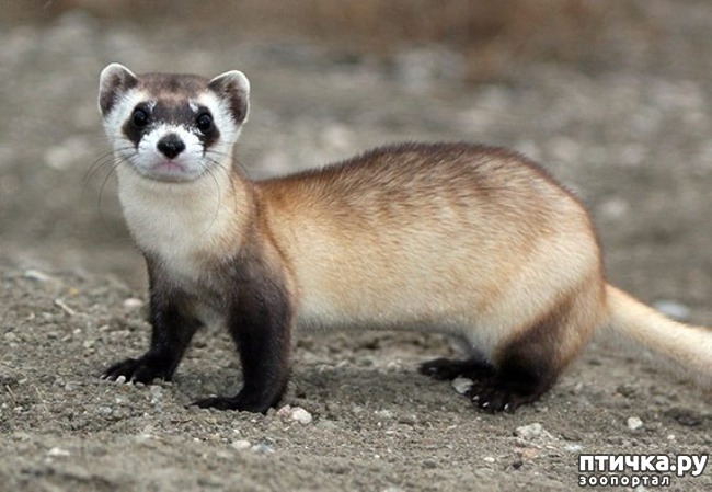 ���� 9: �����-����� 2