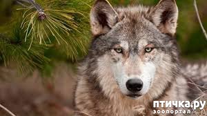 ���� 1: ������������ ����� / �� ���� ������������ ����� / ���� [ Wolf Life ]