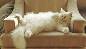 ����: ��� ���� ����� �������� � ���� ����������