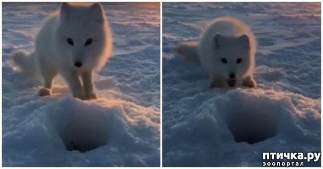 ���� 1: ��� �� ������, �!�: ����������� ����� �������, ����� ��� �������� ������, � ��� ������ ������