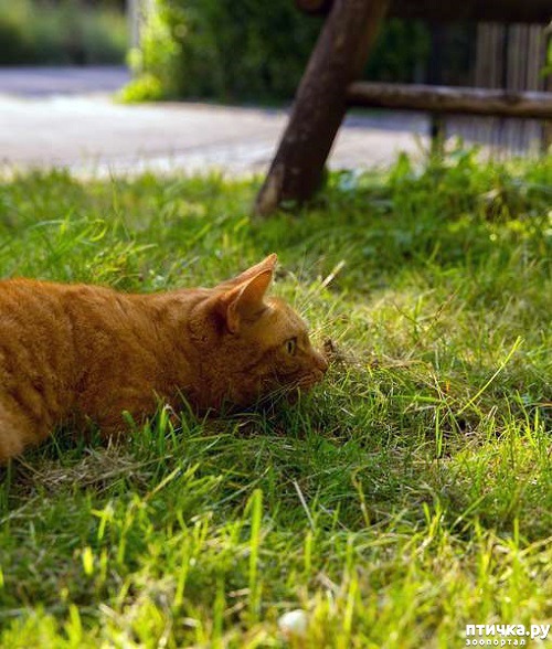 ���� 4: ��� ���� ����� �������� � ���� ����������