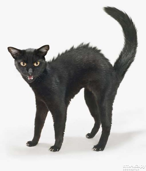 ���� 8: ��� ���� ����� �������� � ���� ����������