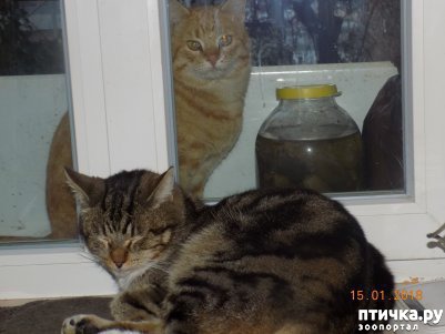 ���� 3: ������� ���������