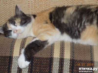 ���� 7: ������� ���������