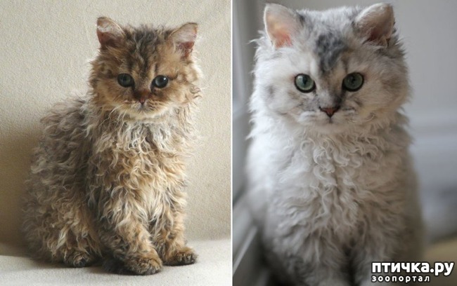 ���� 3: �������� ������� ������ �������-���� ����������� � ��������