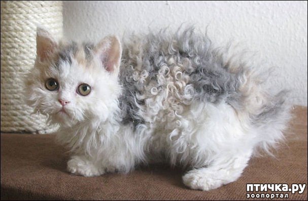 ���� 4: �������� ������� ������ �������-���� ����������� � ��������