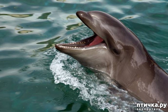 ���� 7: 17 ����� ����������� �������� ��������