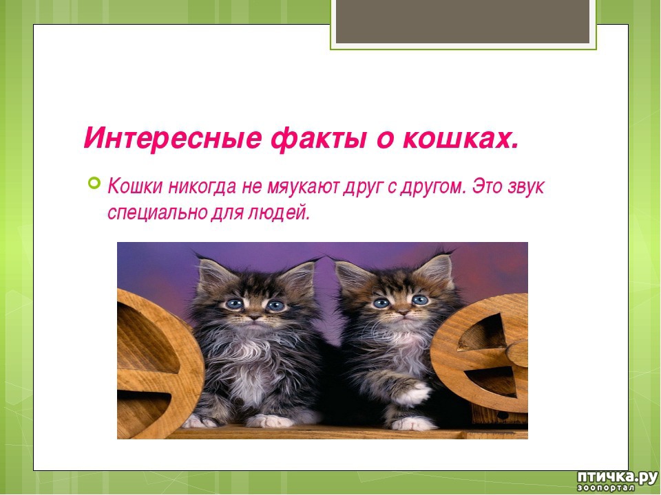 Факты о котиках