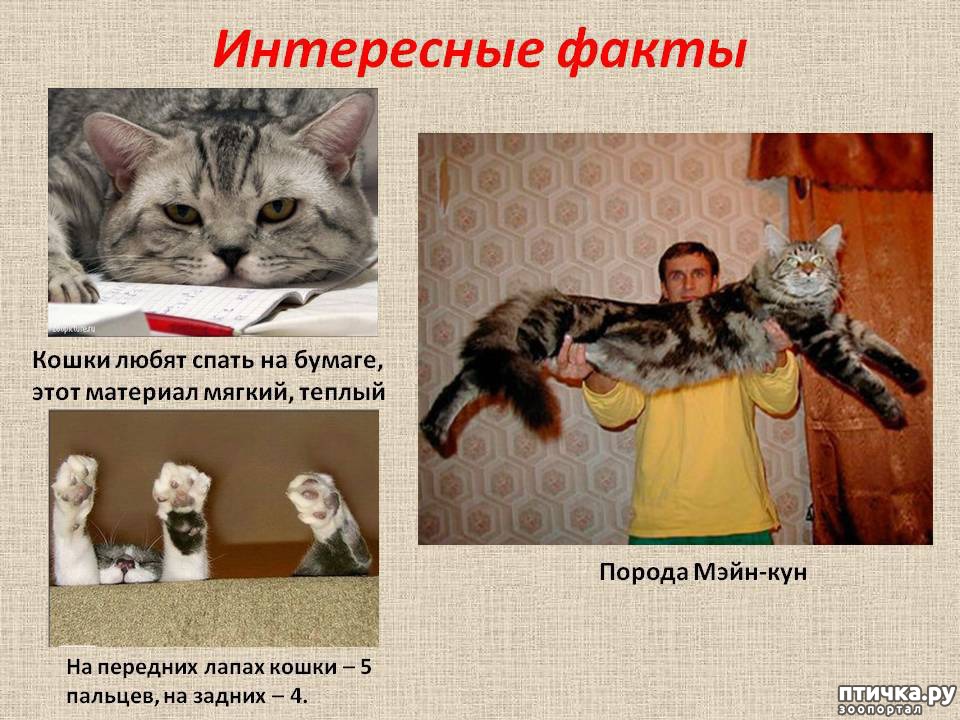 Факты о котиках