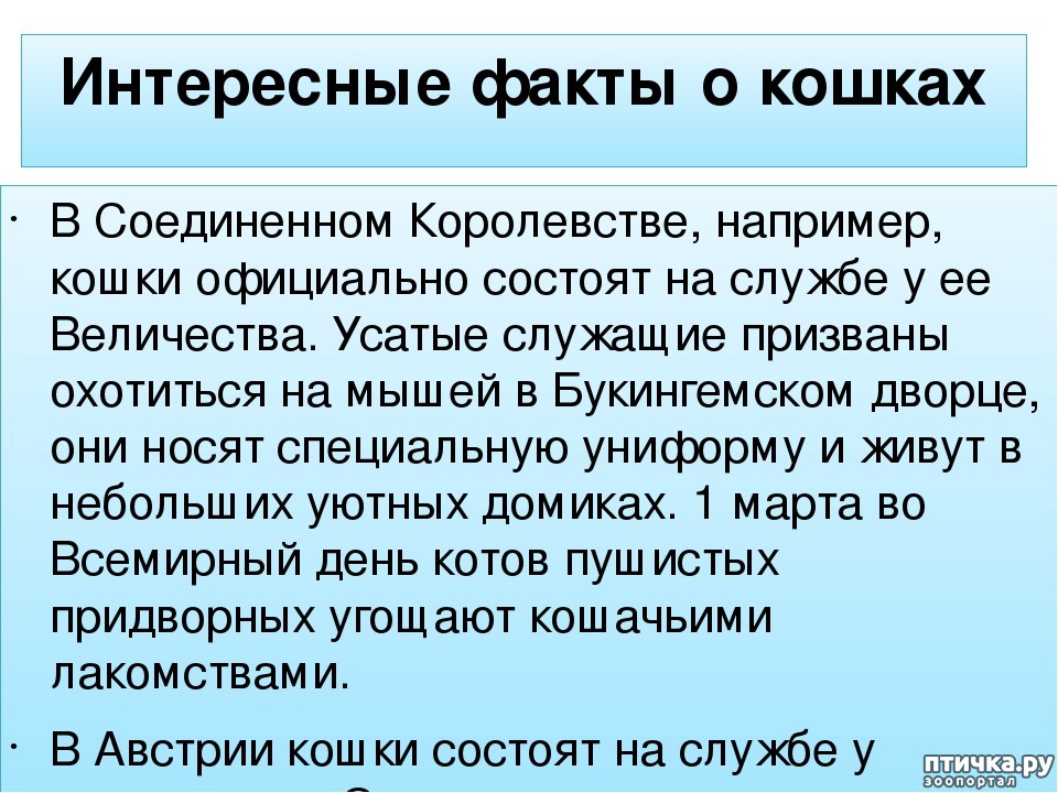 Факты про кошек интересные