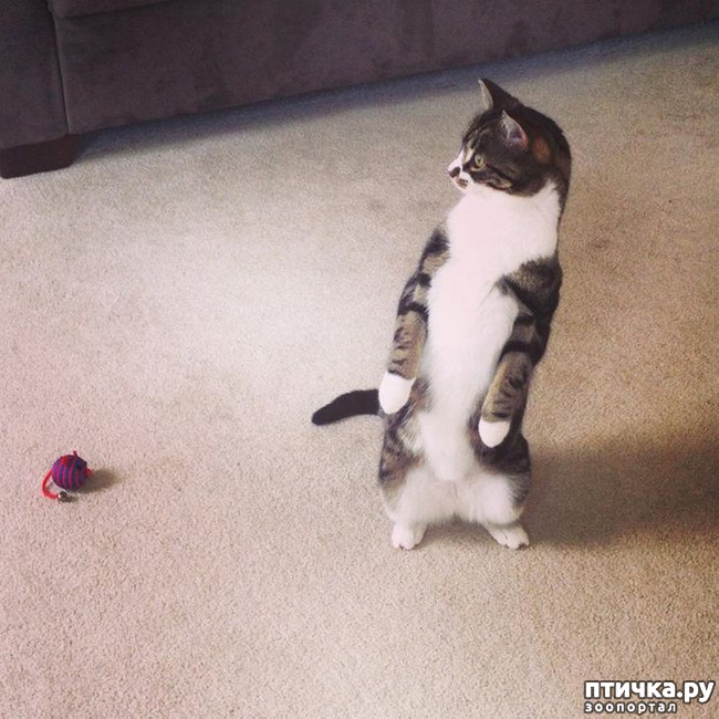 ���� 2: ����, ������� ������� ����� ������� � ������))