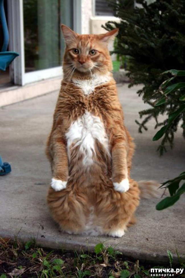 ���� 4: ����, ������� ������� ����� ������� � ������))