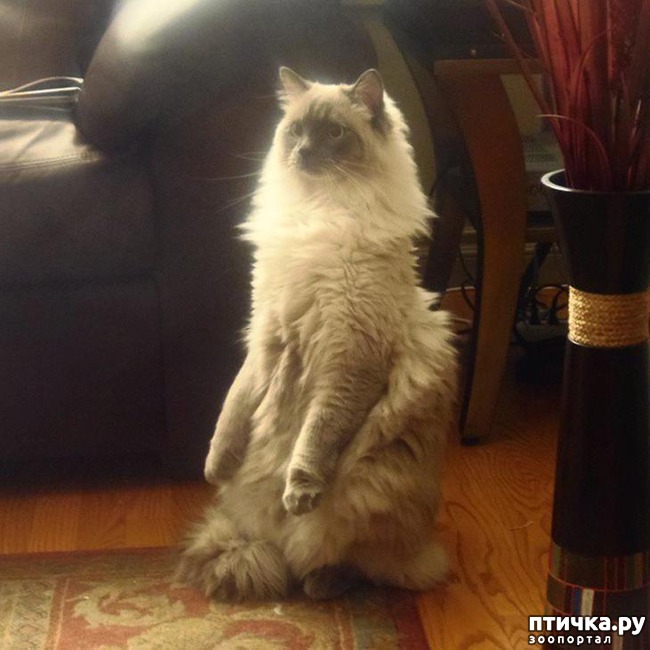 ���� 6: ����, ������� ������� ����� ������� � ������))