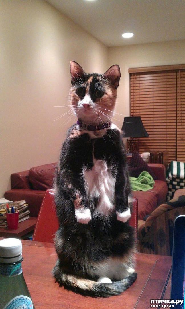 ���� 8: ����, ������� ������� ����� ������� � ������))