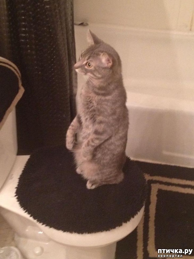 ���� 9: ����, ������� ������� ����� ������� � ������))