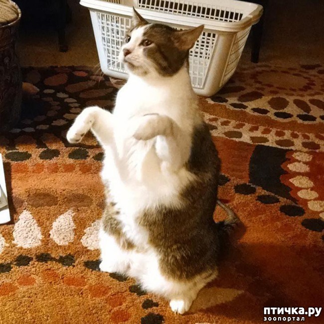 ���� 10: ����, ������� ������� ����� ������� � ������))