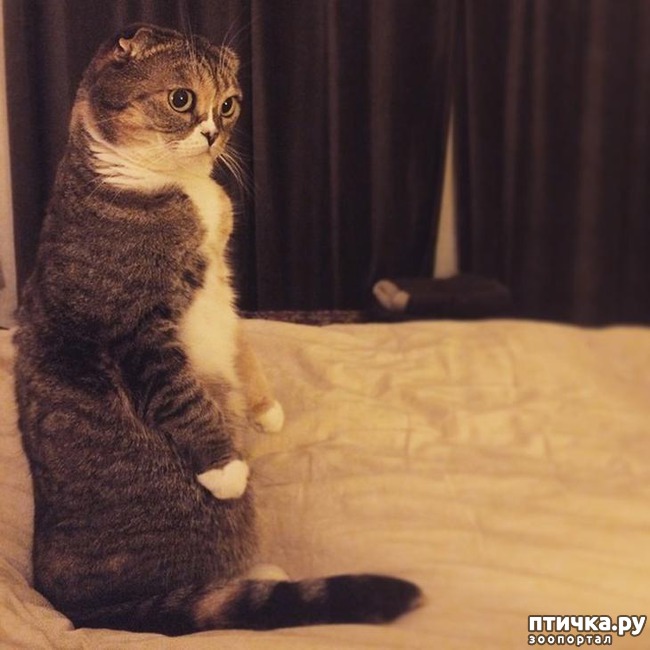 ���� 11: ����, ������� ������� ����� ������� � ������))