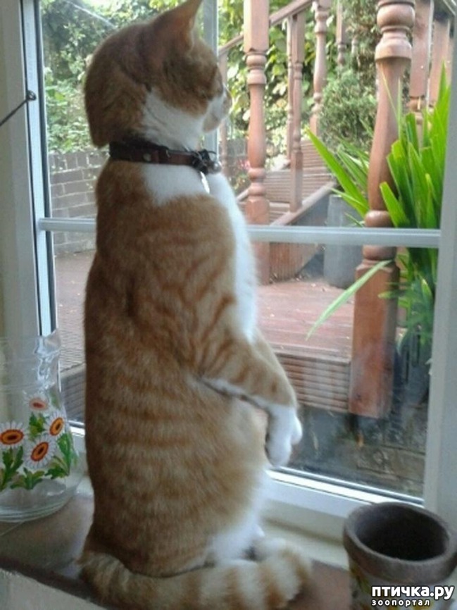 ���� 12: ����, ������� ������� ����� ������� � ������))