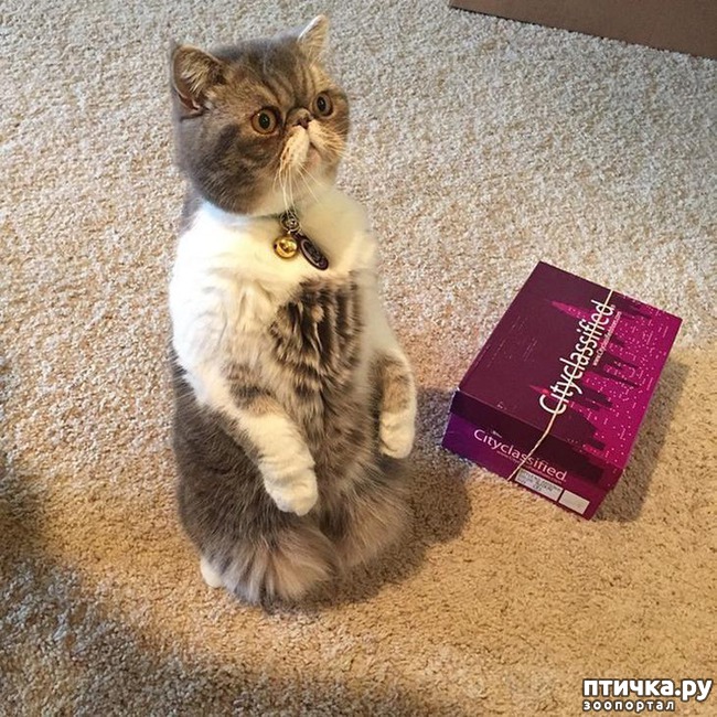 ���� 14: ����, ������� ������� ����� ������� � ������))