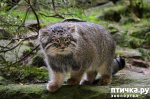 ����: �����.