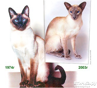 Рассмотрите фотографию кошки породы ориентальная и выполните. Сиамские коты хвост крючком. Параметры идеального ориентала. Типы ориенталов сравнение. Сиамская и Ориентальная кошка отличия фото.