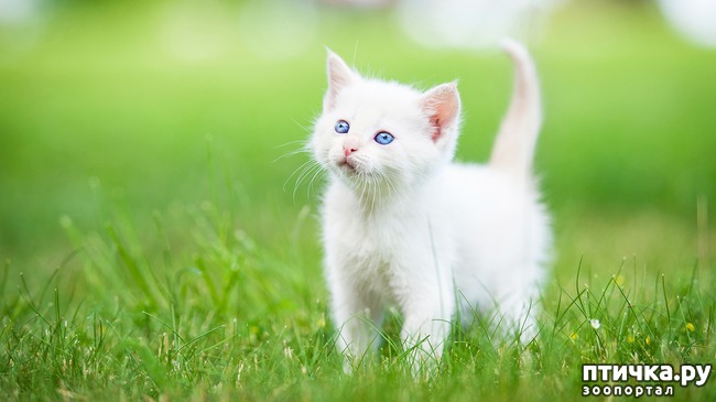 ���� 1: ��� ������ �������