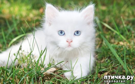 ���� 3: ��� ������ �������