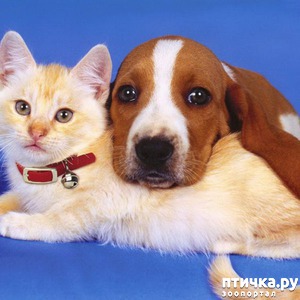 ����: �����������: ��� ����� � �������-2!