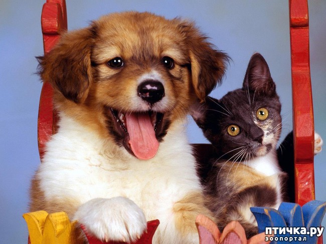 ���� 2: �����������: ��� ����� � �������-2!