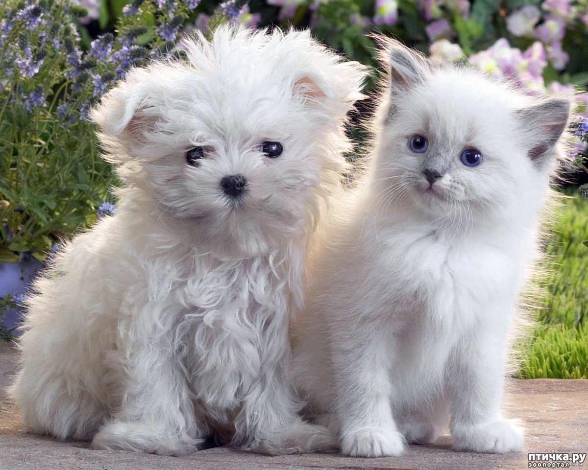 Мило покажи. Щенок и котенок. Maltese Cat. Каких цветов бывают коты и красивых картинок